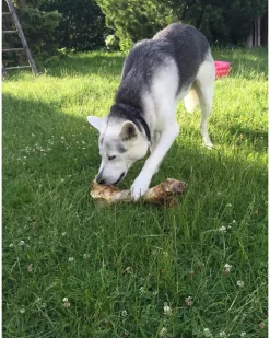 Chrisco Slagterben 700 g| Hundefoder, Kattemad Og Godbidder