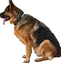 DanPet LED-halsbånd str. L| Hundeseler Og Hundehalsbånd