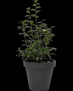 Plantekrukke antracitgrå Ø48 cm| Potter, Krukker Og Plantemøbler