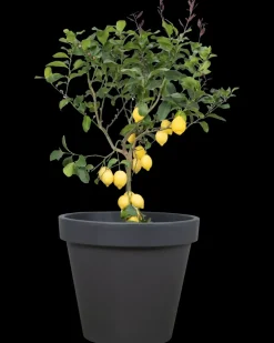 Plantekrukke antracitgrå - Ø80 cm| Potter, Krukker Og Plantemøbler